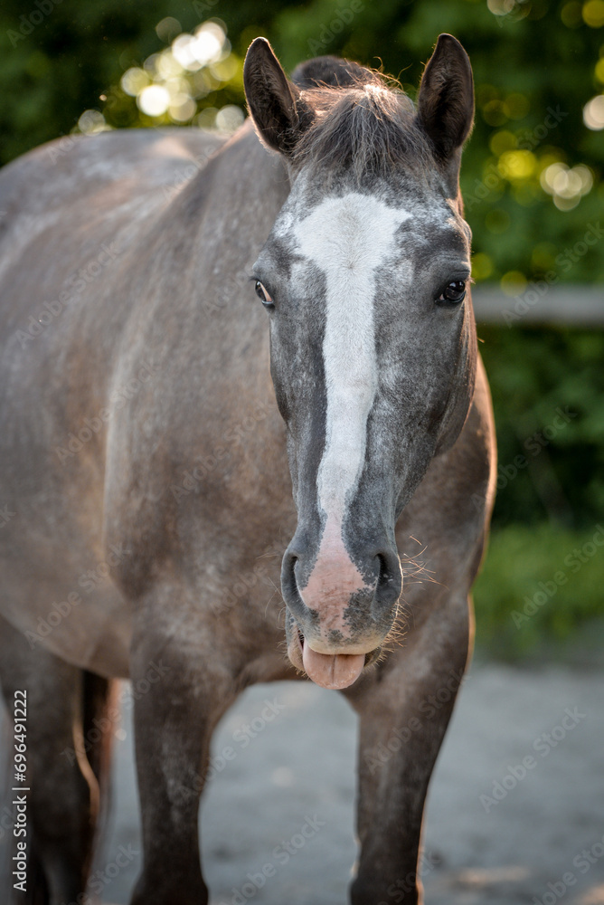 Obraz premium Pony Portrait