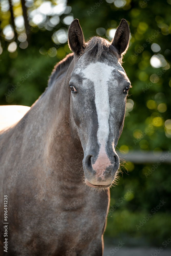 Obraz premium Pony Portrait