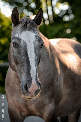 Pony Portrait © ScullyPictures