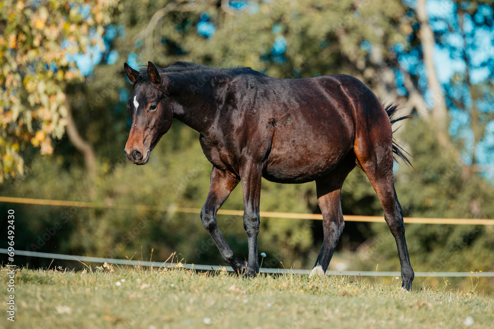 Fototapeta premium Quarter Horse