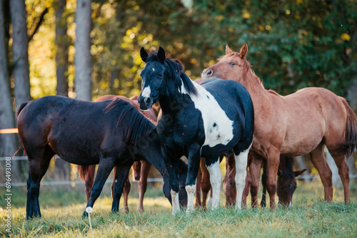 Quarter Horse Herde