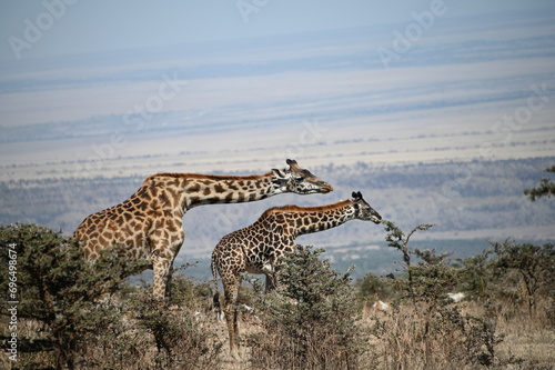 Photography Giraffes in the savannah