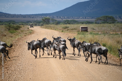 Zebra crossing in serengeti © Dominic