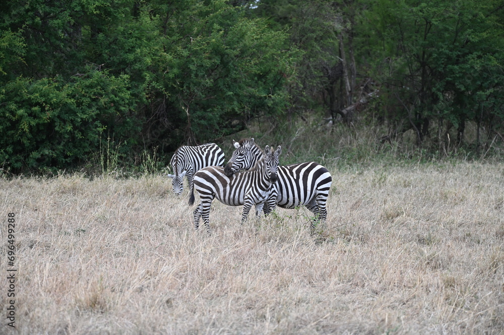 zebras in the serengeti