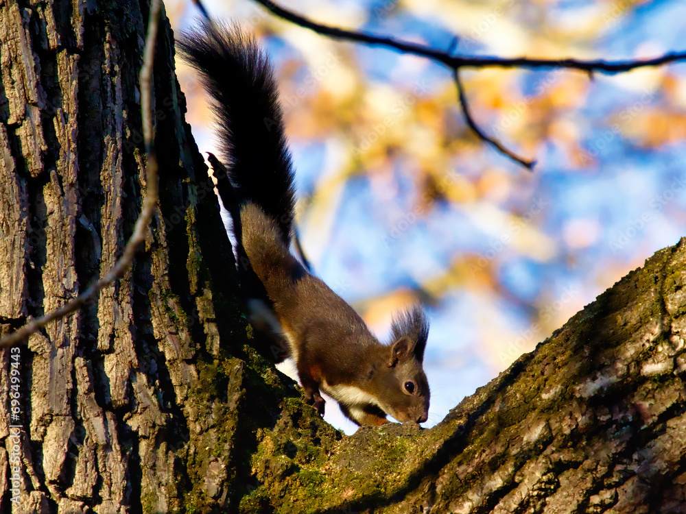 Fototapeta premium squirrel running at a tree