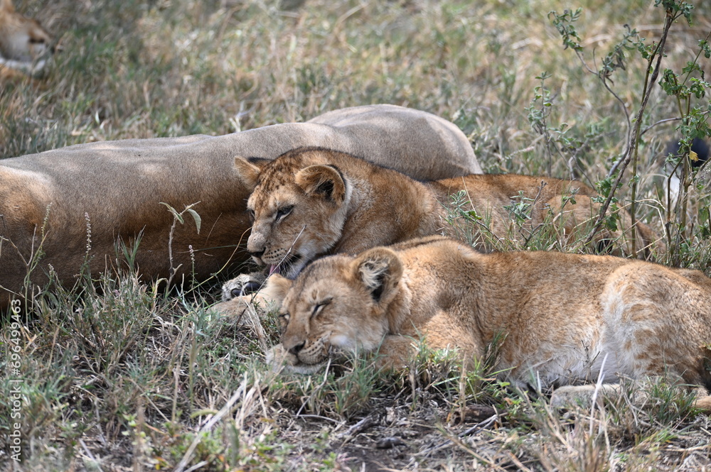 Naklejka premium Lion cubs sleeping