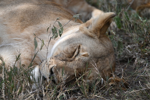 Sleeping lion   lioness