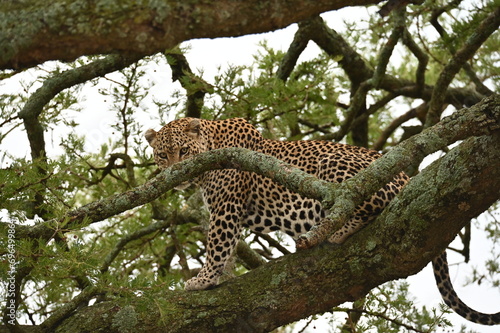 Leopard on a tree in Tanzania, Africa