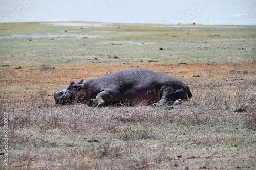 Hippo / Hippopotamus in Tanzania, Africa
