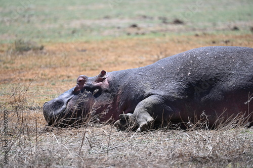 Hippo / Hippopotamus in Tanzania, Africa