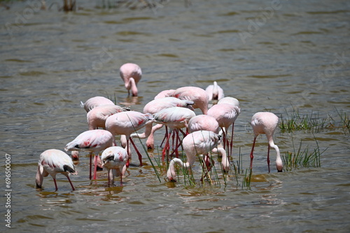 Flamingos in Tanzania, Africa