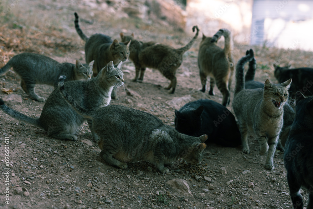 Obraz premium Gatos de montaña