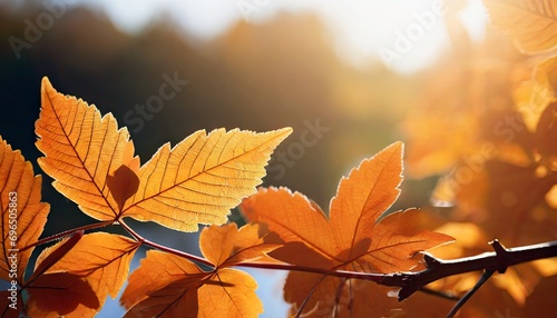 bright background autumn season leaves close up with backlight as a background template or web banner for the design of the autumn theme