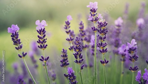 beautiful flowers of provencal lavender close up on a blurred background with copy space romantic photo with french lavender in classic style