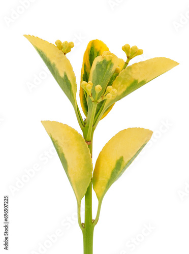 Japanese spindle isolated on white background, Euonymus japonicus