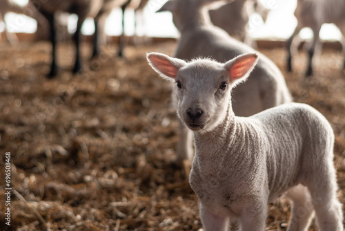scenes during lambing season showing lambs in a barn