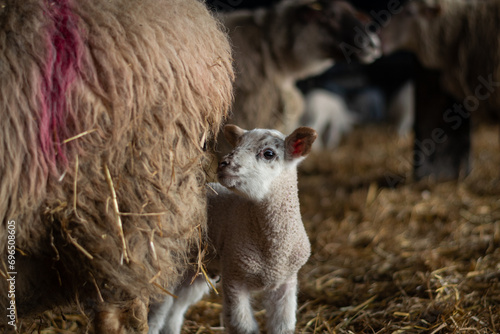 scenes during lambing season showing lambs in a barn