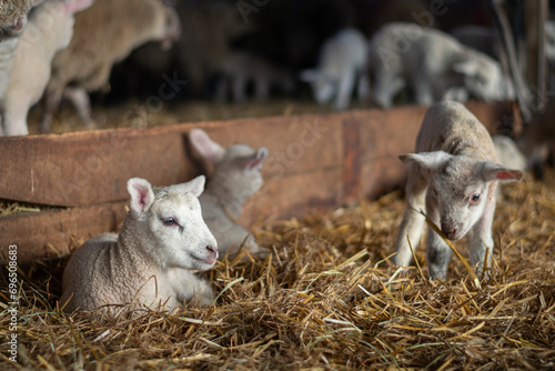 scenes during lambing season showing lambs in a barn