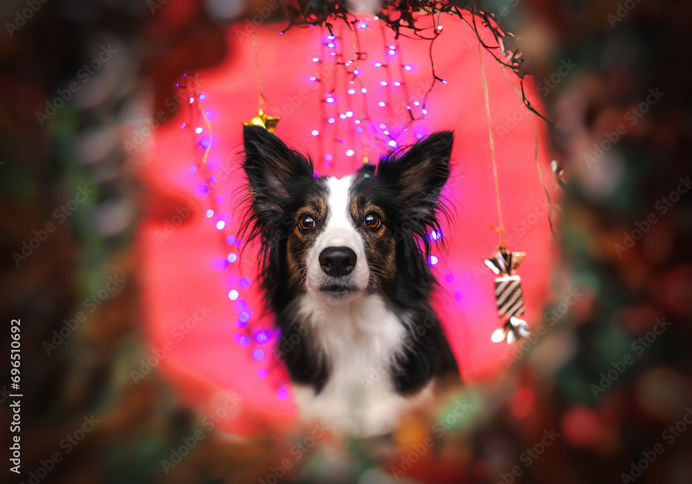 border collie w świątecznej scenerii z cukierkami na różowym tle z bokeh