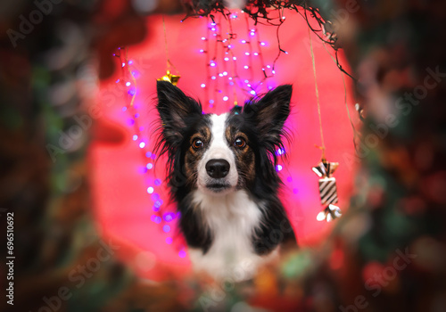 Obraz na płótnie border collie w świątecznej scenerii z cukierkami na różowym tle z bokeh w salonie