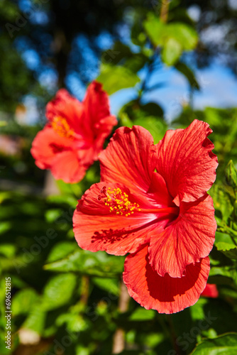 Vibrant Red Hibiscus Duo with Lush Foliage Background