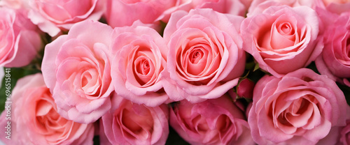 An Exploration of Pink Rose Varieties and Their Significance