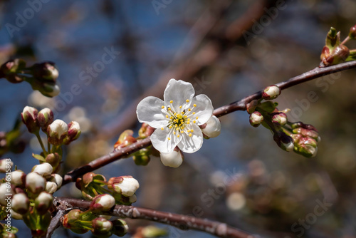 a single white cherry blossom on a branch with buds against a blurred background
