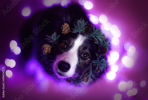 Obraz na płótnie Ciemny pies border collie ma na głowie świąteczny wieniec na fioletowym tle w studiu z bokeh w salonie