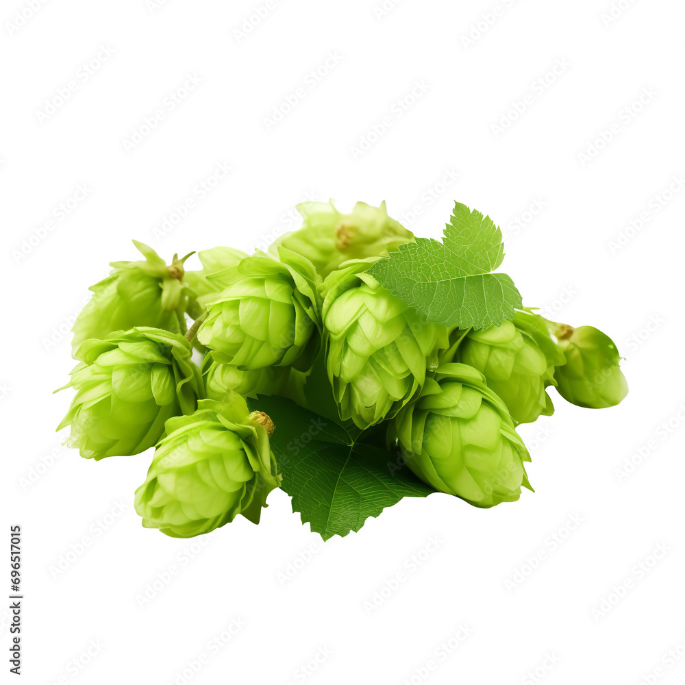 Natural and fresh Hops isolated on transparent background Natural and fresh Hops isolated on transparent background