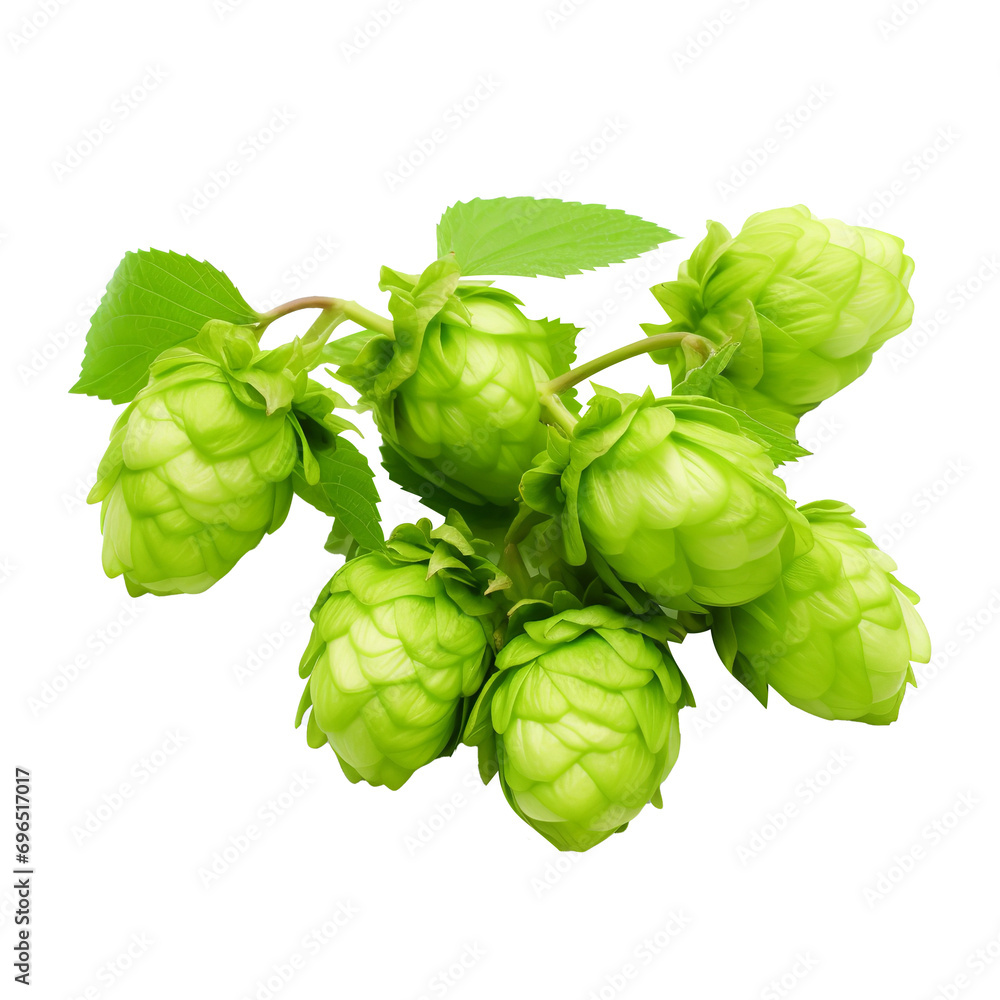 Natural and fresh Hops isolated on transparent background Natural and fresh Hops isolated on transparent background
