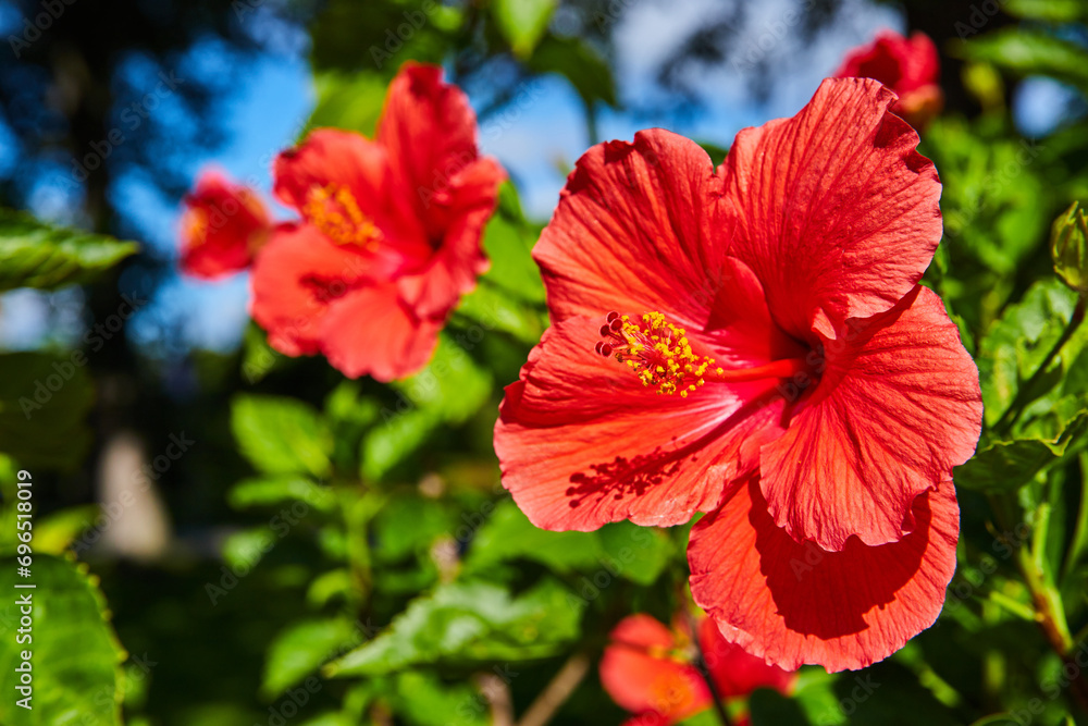 Vibrant Red Hibiscus Trio with Lush Green Foliage, Garden Close-Up
