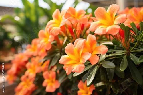 Blooming Botanical Gardens Showcasing Exquisite Peachy-Orange Flowering Plants