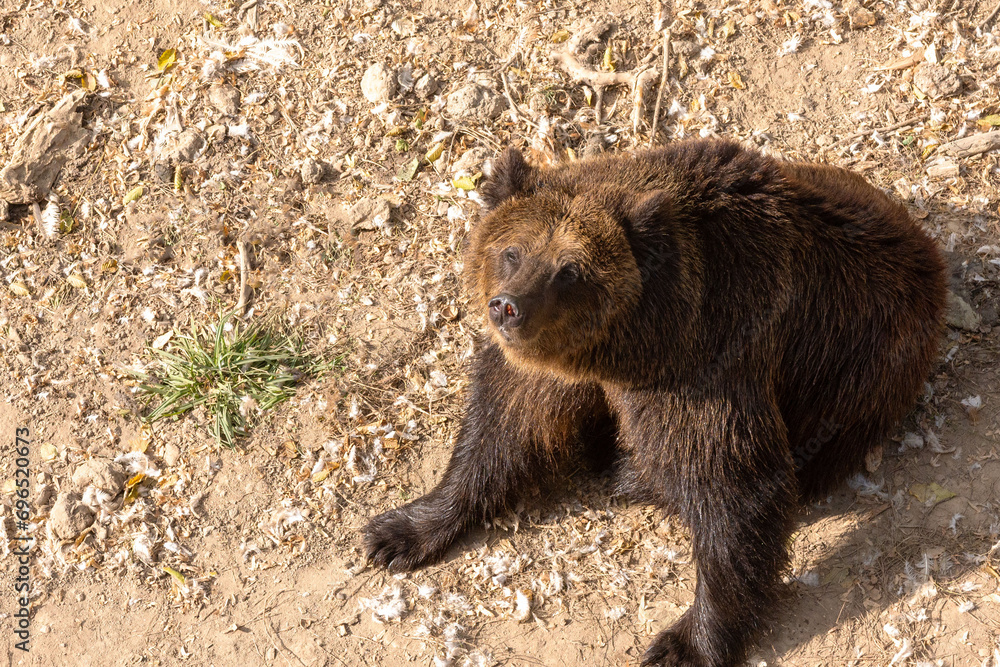 Big cute brown bear at a wildlife rehabilitation center.