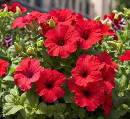 Beautiful red flowers of Petunia hybrida in the garden