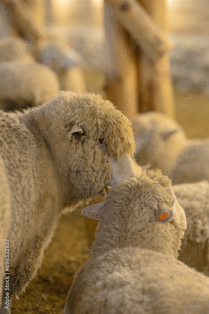 Obraz premium sheep
