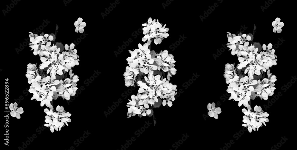 White flowering tree branches on the black background. Top view. Pattern. Flat lay. White flowering tree branches on the black background. Top view. Pattern. Flat lay.