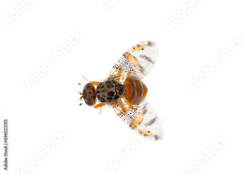 Mediterranean fruit fly isolated on white background, Ceratitis capitata