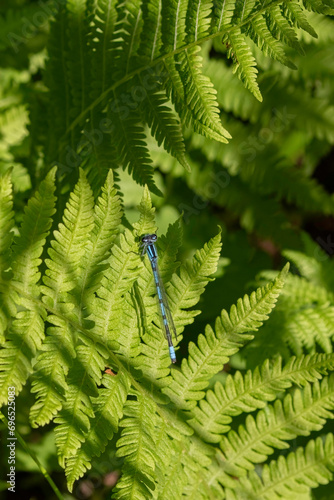 bluet on ferns, Narrow-winged Damselflies, Family Coenagrionidae, pond damsels American Bluets