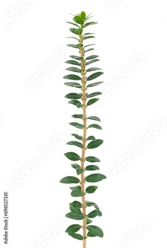 Honeysuckle plant isolated on white background, Lonicera ligustrina