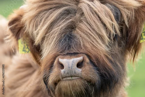 Fototapeta samoprzylepna Zwierzęta