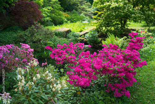 leuchtende, blühende Rhododren im Landschaftspark Schloß Dennenlohe