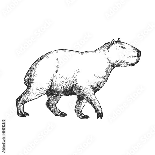 Vector hand-drawn illustration of a capybara in the style of engraving. A sketch of a wild Brazilian animal isolated on a white background. Fauna of South America.