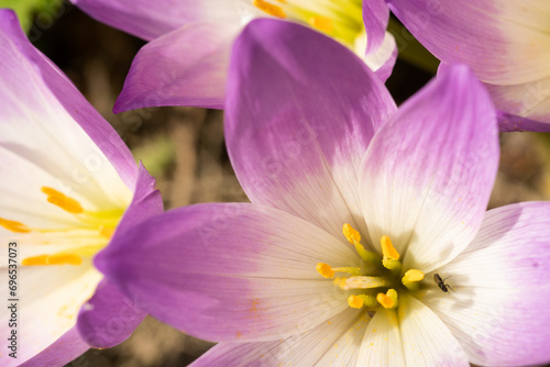 flowering beautiful white - violet crocuses at sunny autumn day. macro