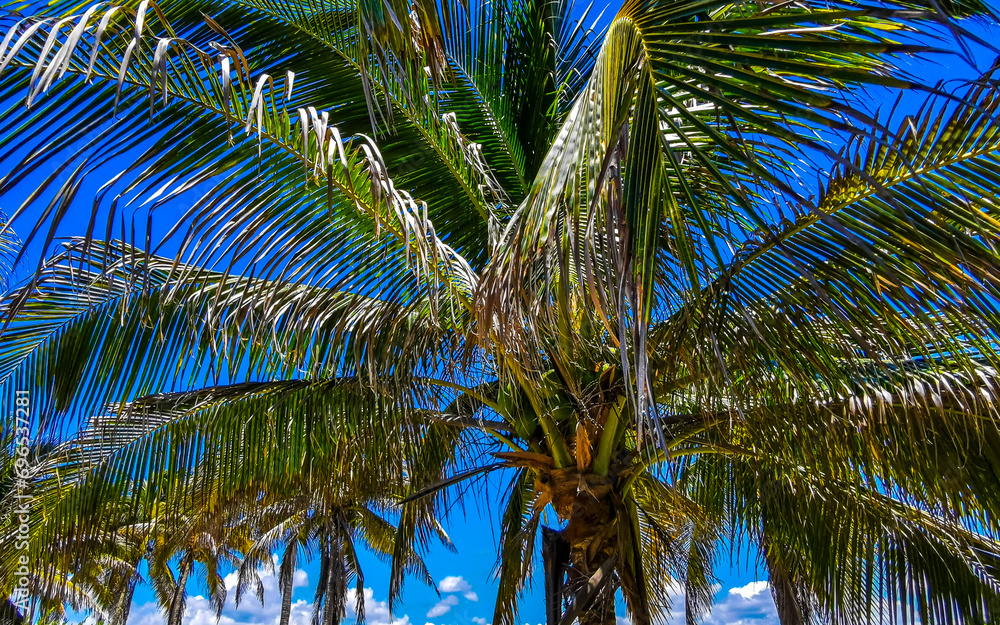 Fototapeta premium Tropical palm trees coconuts blue sky in Tulum Mexico.