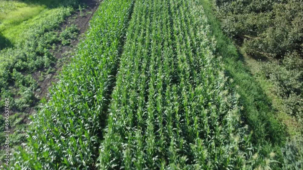 Agricultural field aerial view. Tractor in crop field. Cultivating organic products with sustainable agriculture. Drone view. Global food crisis or sustainable agriculture concept. Agricultural field aerial view. Tractor in crop field. Cultivating organic products with sustainable agriculture. Drone view. Global food crisis or sustainable agriculture concept.
