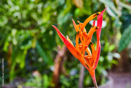 Vibrant Heliconia with Dew Drops in Tropical Garden Setting photo