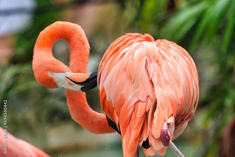 Obraz premium Costa Maya, Mexico