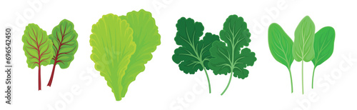 Leaf Vegetables or Salad Greens as Edible Plant Vector Set