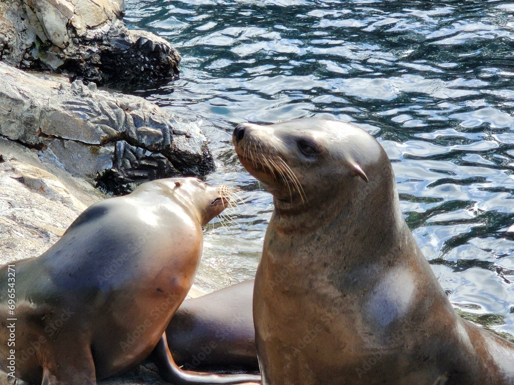 Fototapeta premium Water Vertebrate Mammal Organism Carnivore Fluid