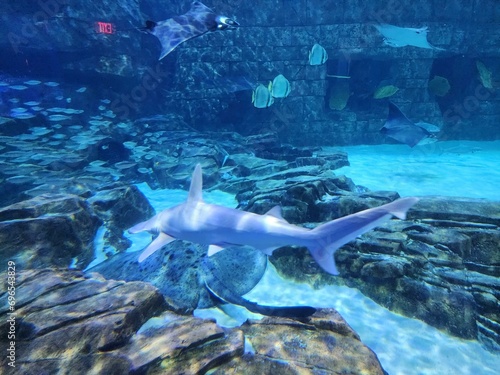 Manta Aquarium Seaworld Orlando Water Azure Shark Requiem shark photo